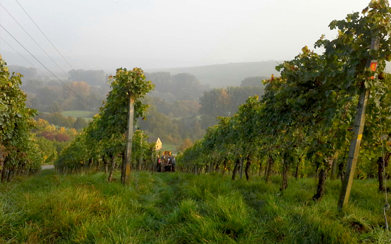 3 längs zulaufende Rebzeilen, die nach unten abfallen. Unten stehen Lesehelfer, die ihre Eimer in eine Lesebox ausleeren. Im Hintergrund herbstlich gefärbte Bäume in sanftem Nebel.