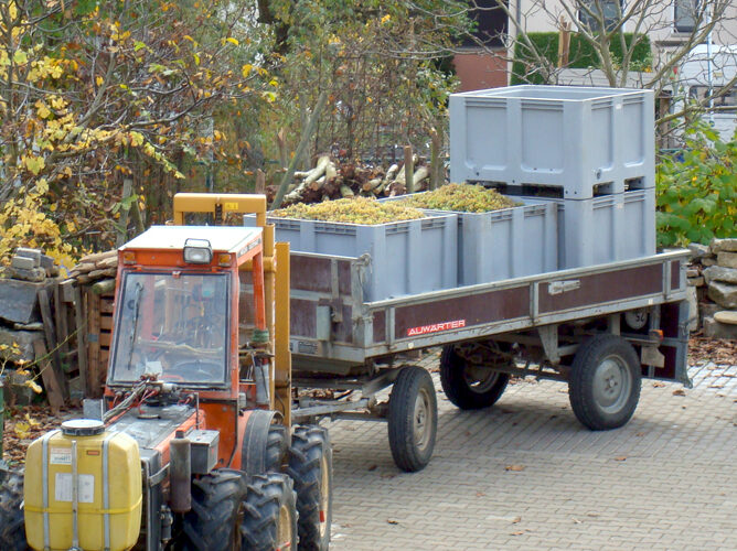 Im Hof steht ein Schmalspurtraktor mit Doppelbereifung und einem Anhänger mit 3 Boxen voll Weißwein-Trauben.